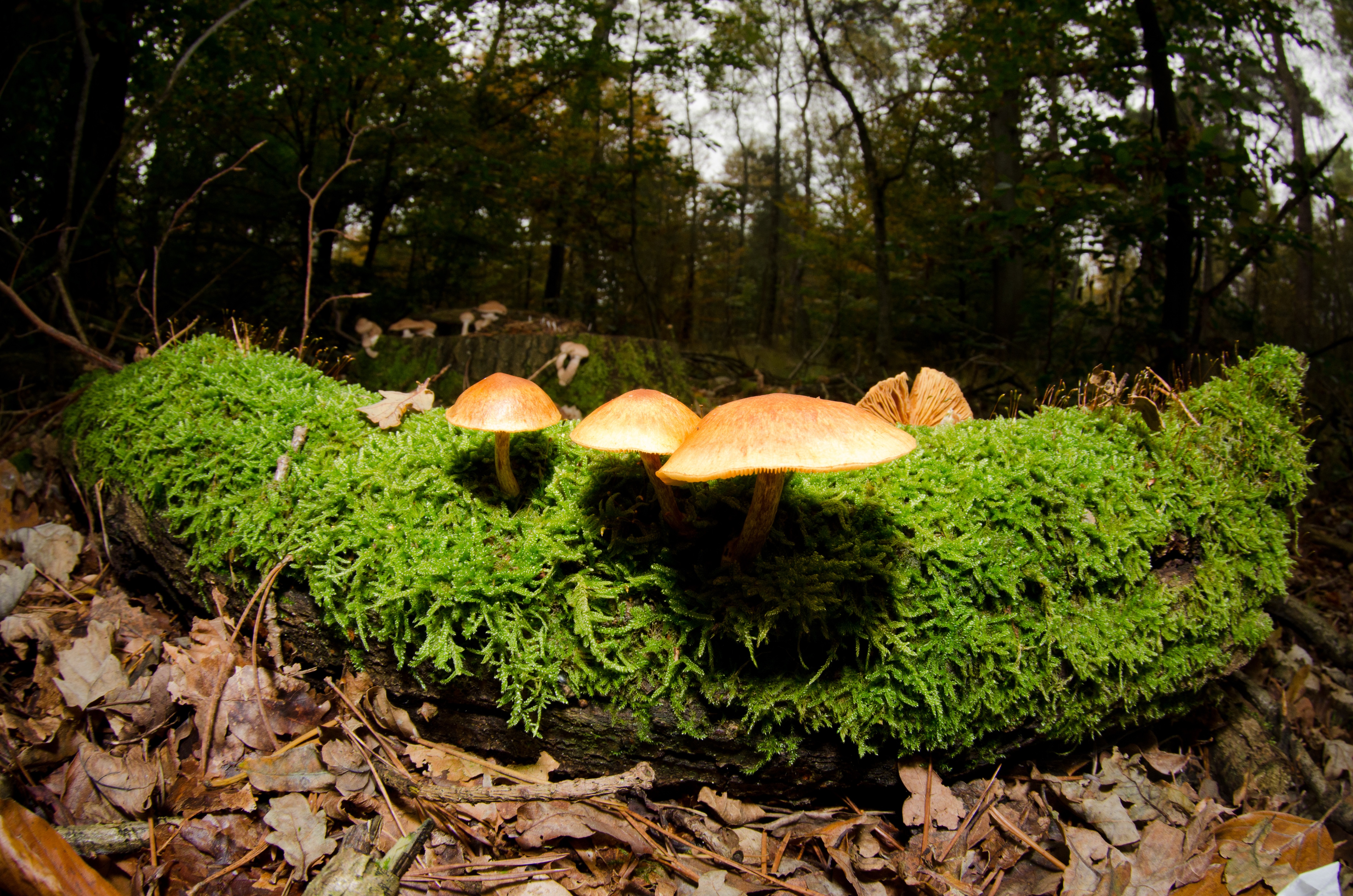 Veluws boerderijtje Comfort (4+2 persoons) op bospark in Ermelo - Image 3