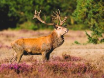 Fletcher Hotel-Restaurant Apeldoorn
