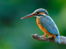 Fletcher Hotel-Restaurant Waalwijk