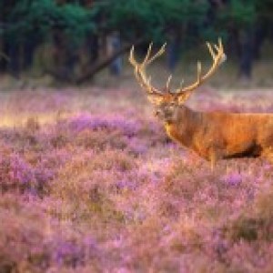 Hotel Restaurant Nol in 't Bosch Hotel Restaurant Nol in 't Bosch