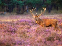 Hotel Restaurant Nol in 't Bosch