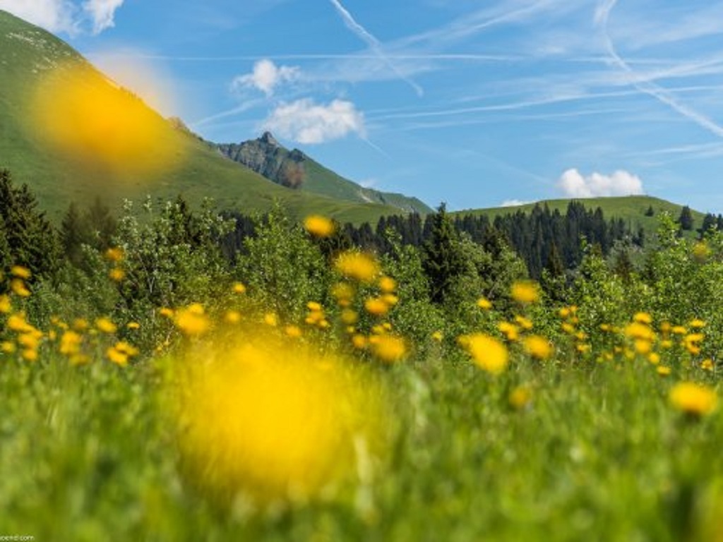 Les Mouflons I et II S4p