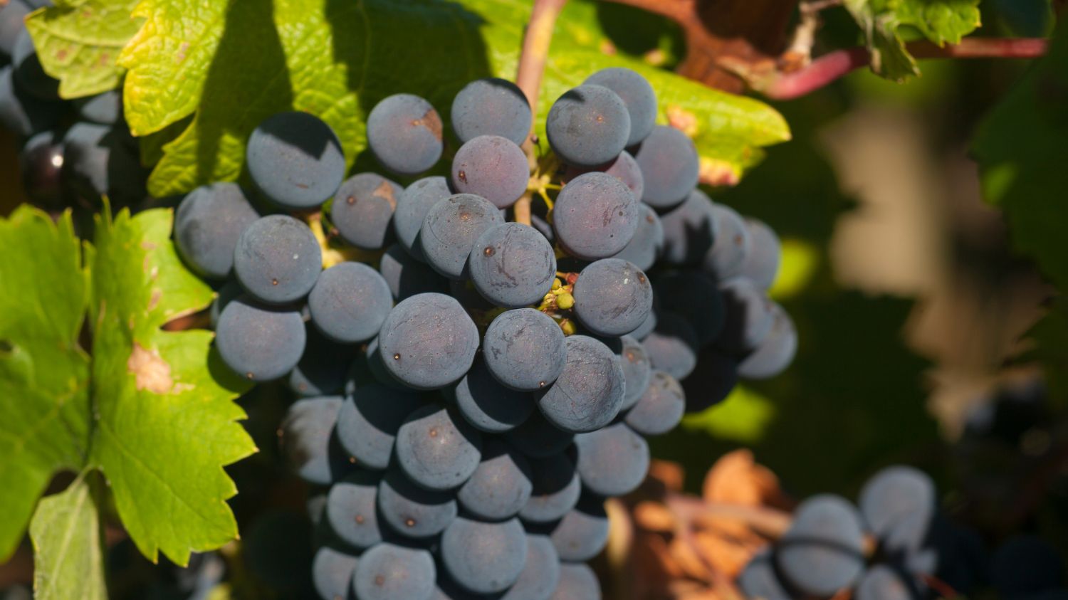 Les Appartements de Fontenelles 2p 4p