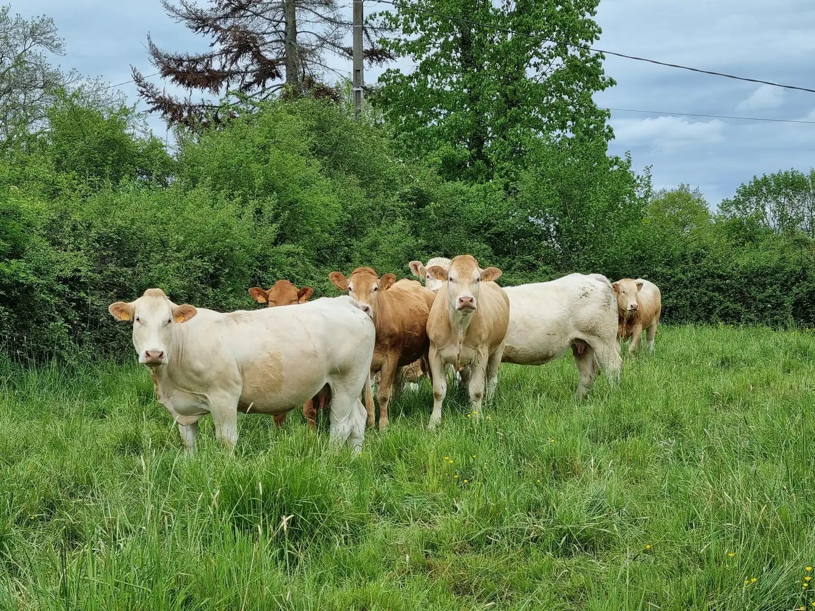 Domaine Le Beau Lavault - Mirabelle