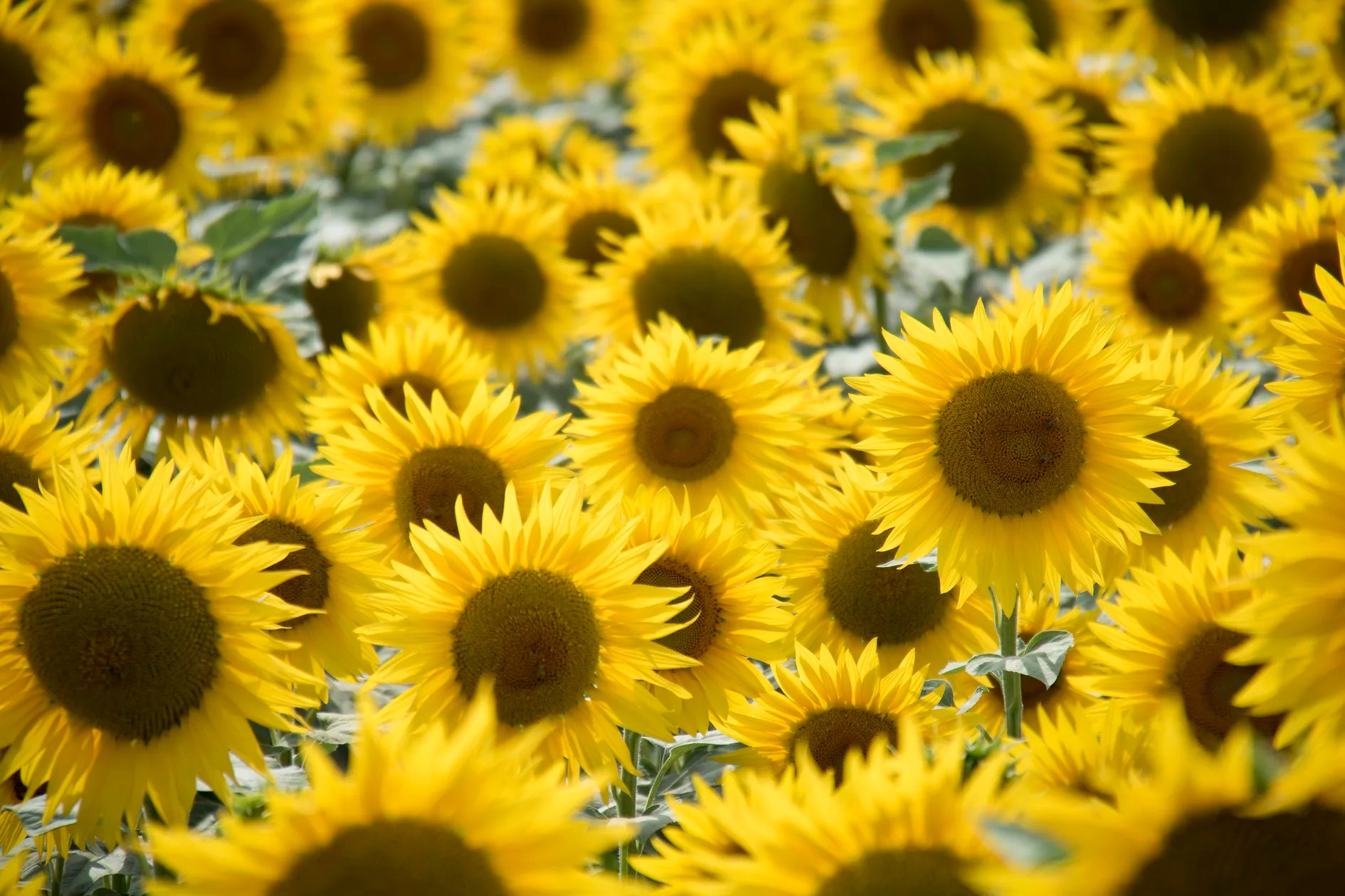 logis La Tour Orangerie