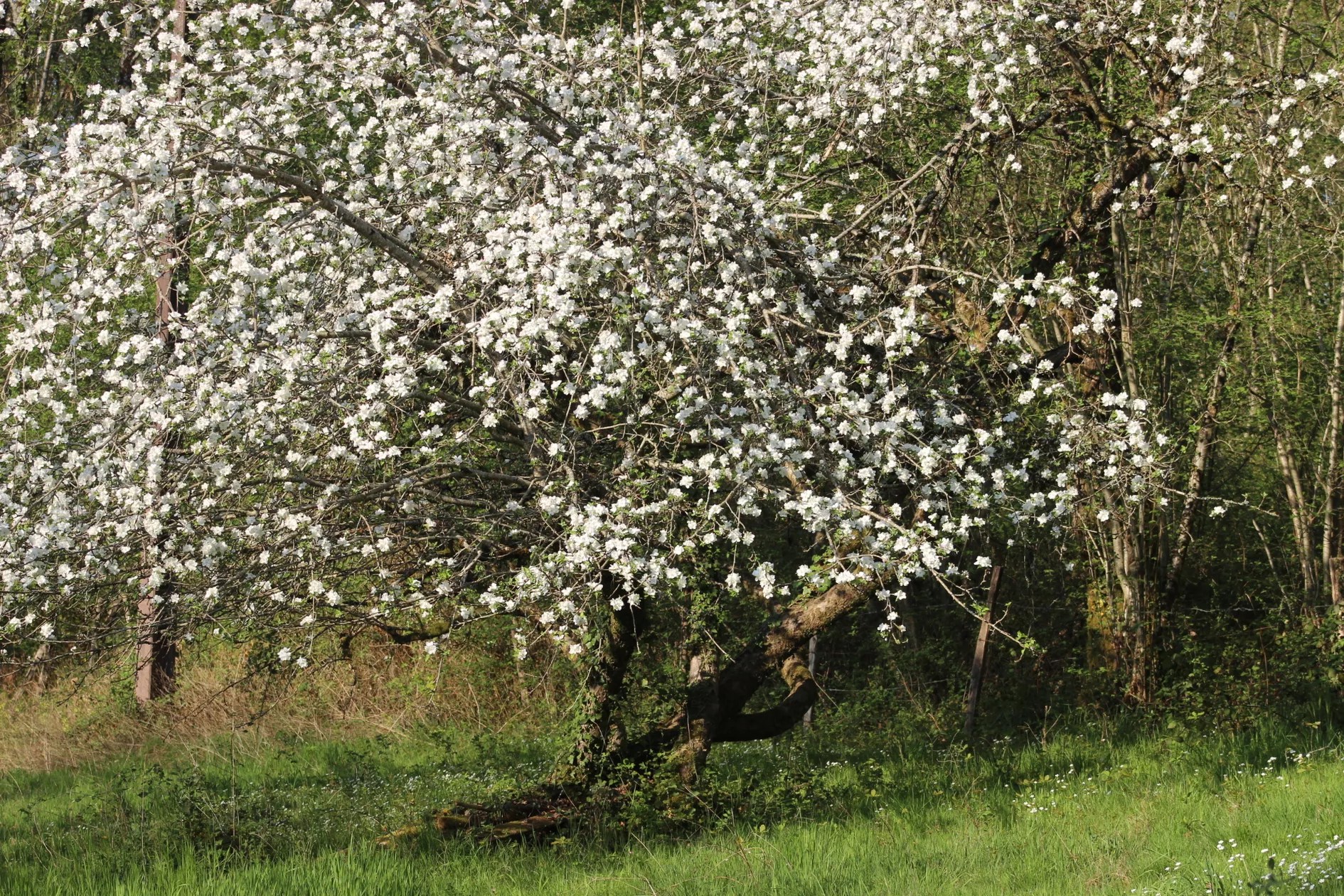 Gite Moulin de Ludièras