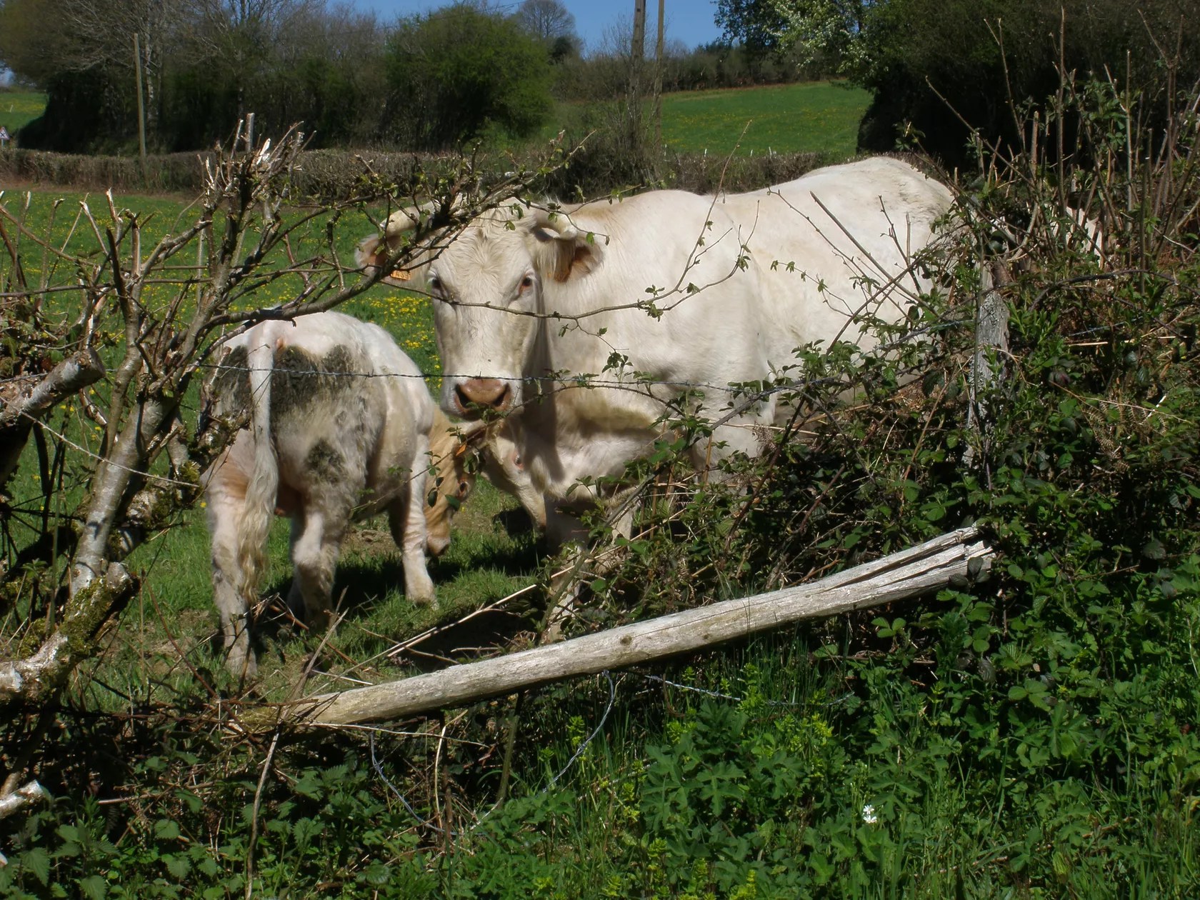Les Mouilleferts Maison Mitoyene