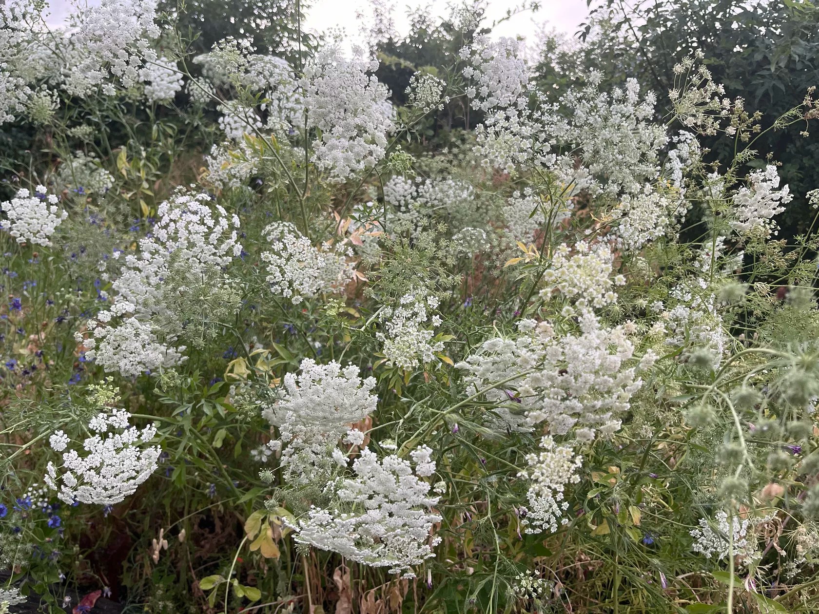 Les Crocus - Le Studio