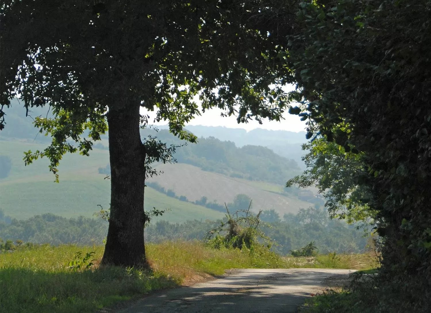 Les Mirandes - La Vigne
