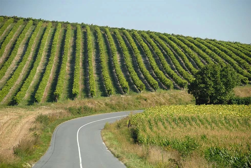 Les Mirandes - La Vigne