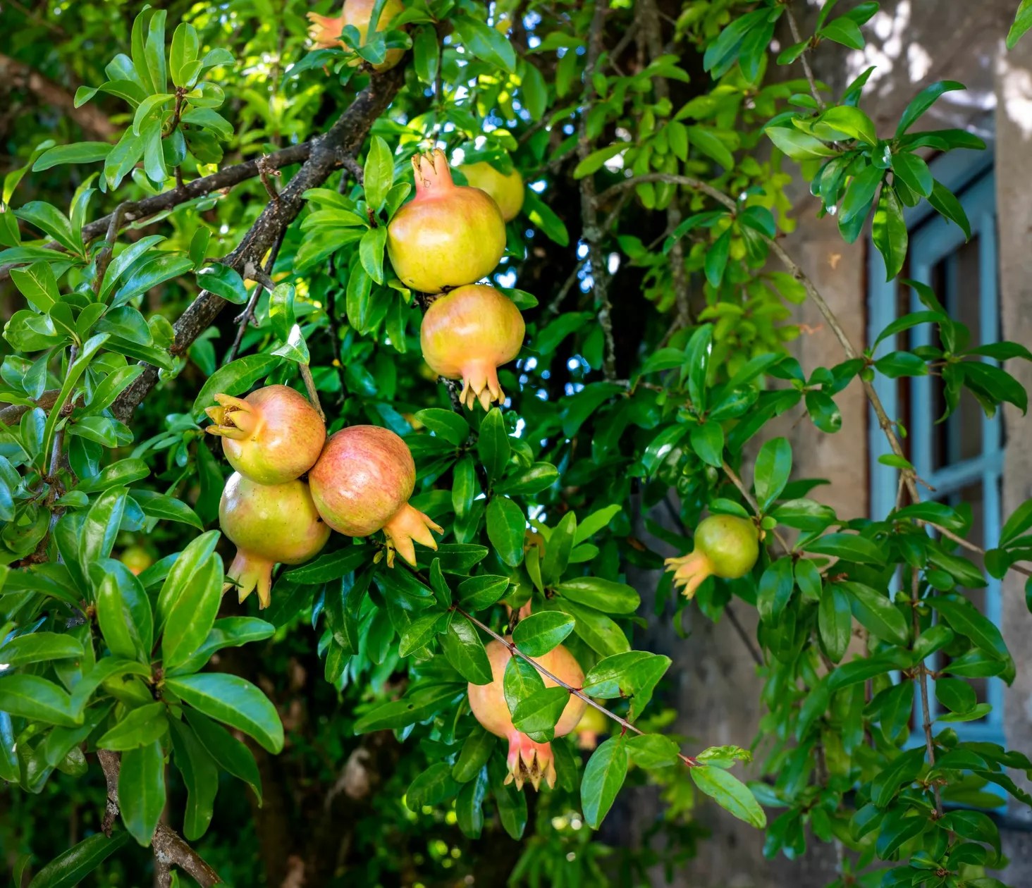 Chez Maurit - Pomegranate Cottage