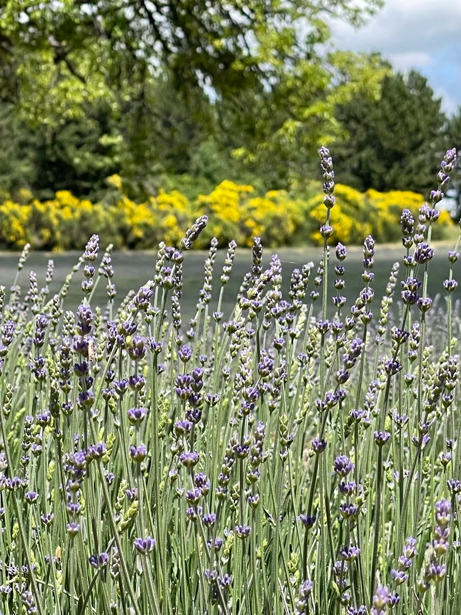 Luxe appartement met zwembad aan de Mont-Ventoux in Montbrun-les-Bains