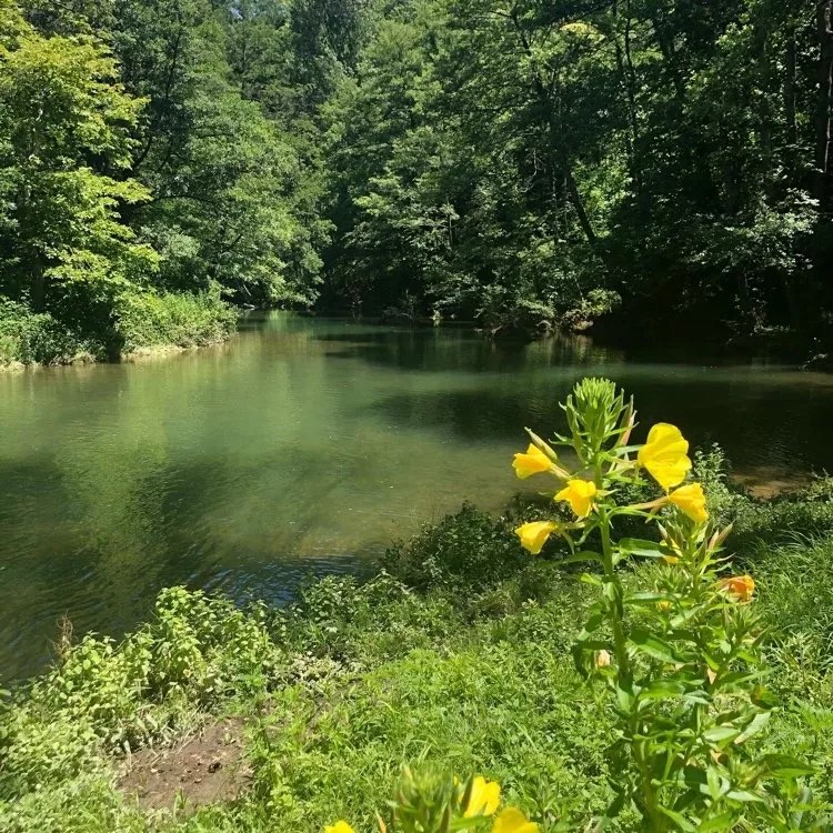 Chateau du Fraissinet - Les Pins