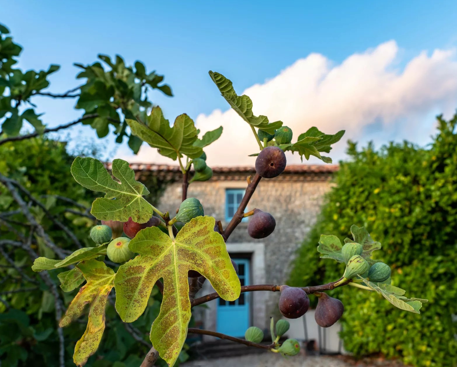 Chez Maurit - Fig Cottage