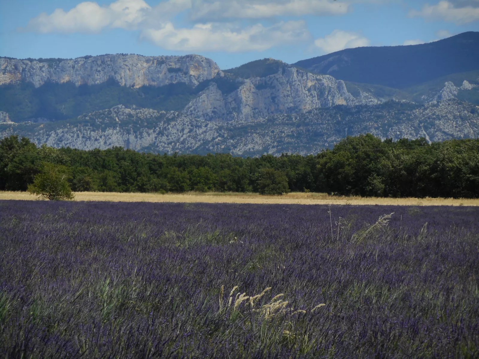 Old Provence
