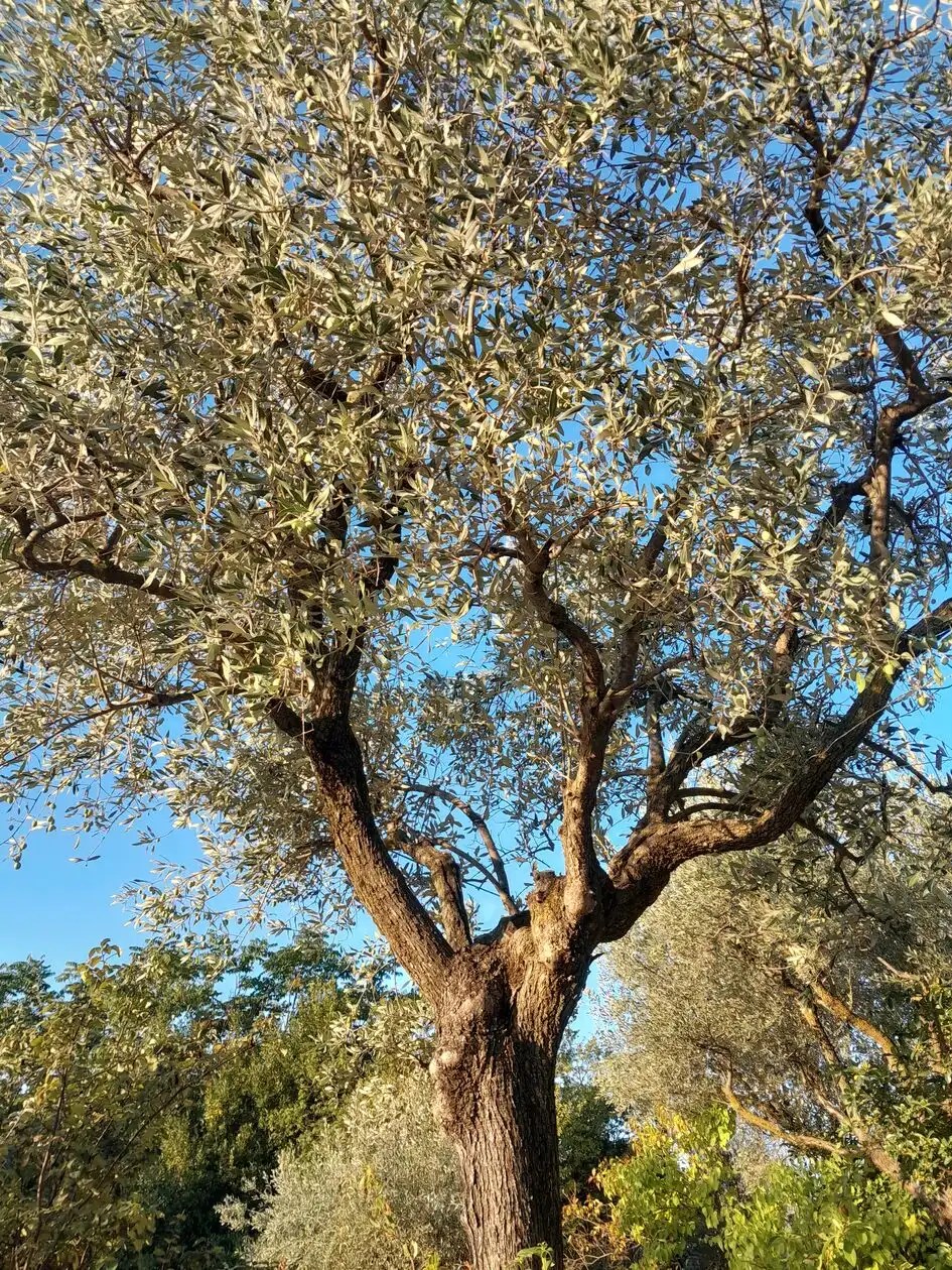 Les Lunettes Rasteau - Studio Dentelles
