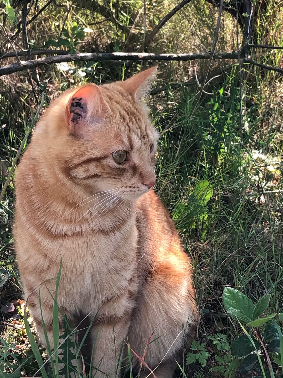 Charming house with pool and panoramic view for 1-2 families