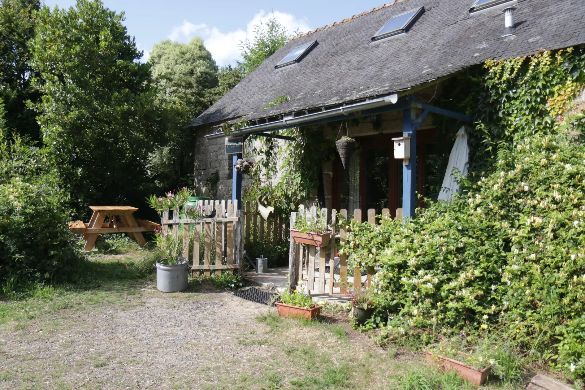 Chouette - aux yeux verts