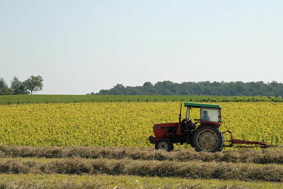 Les Mirandes - La Vigne