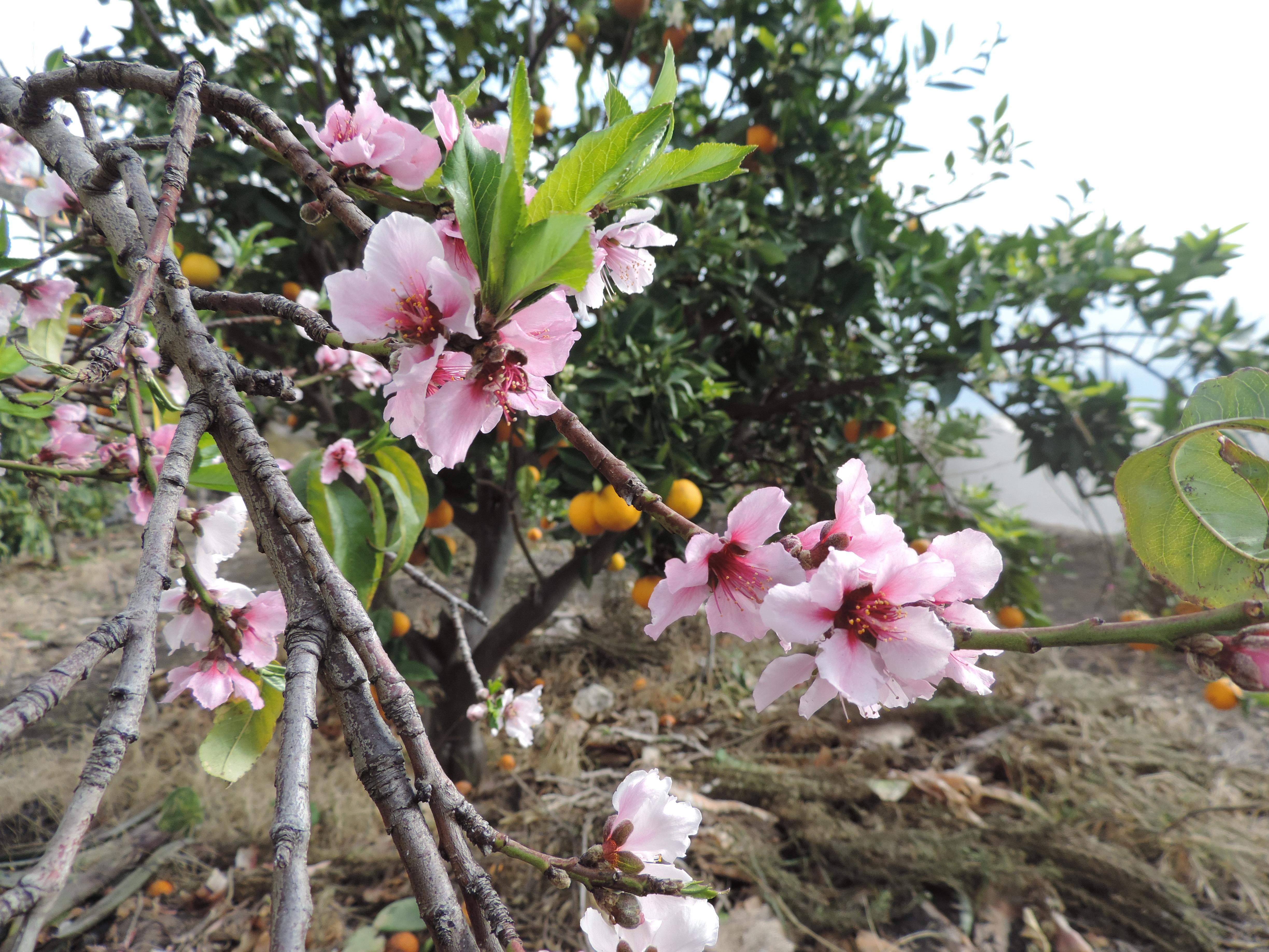 Casita La Huerta II - inclusief huurauto