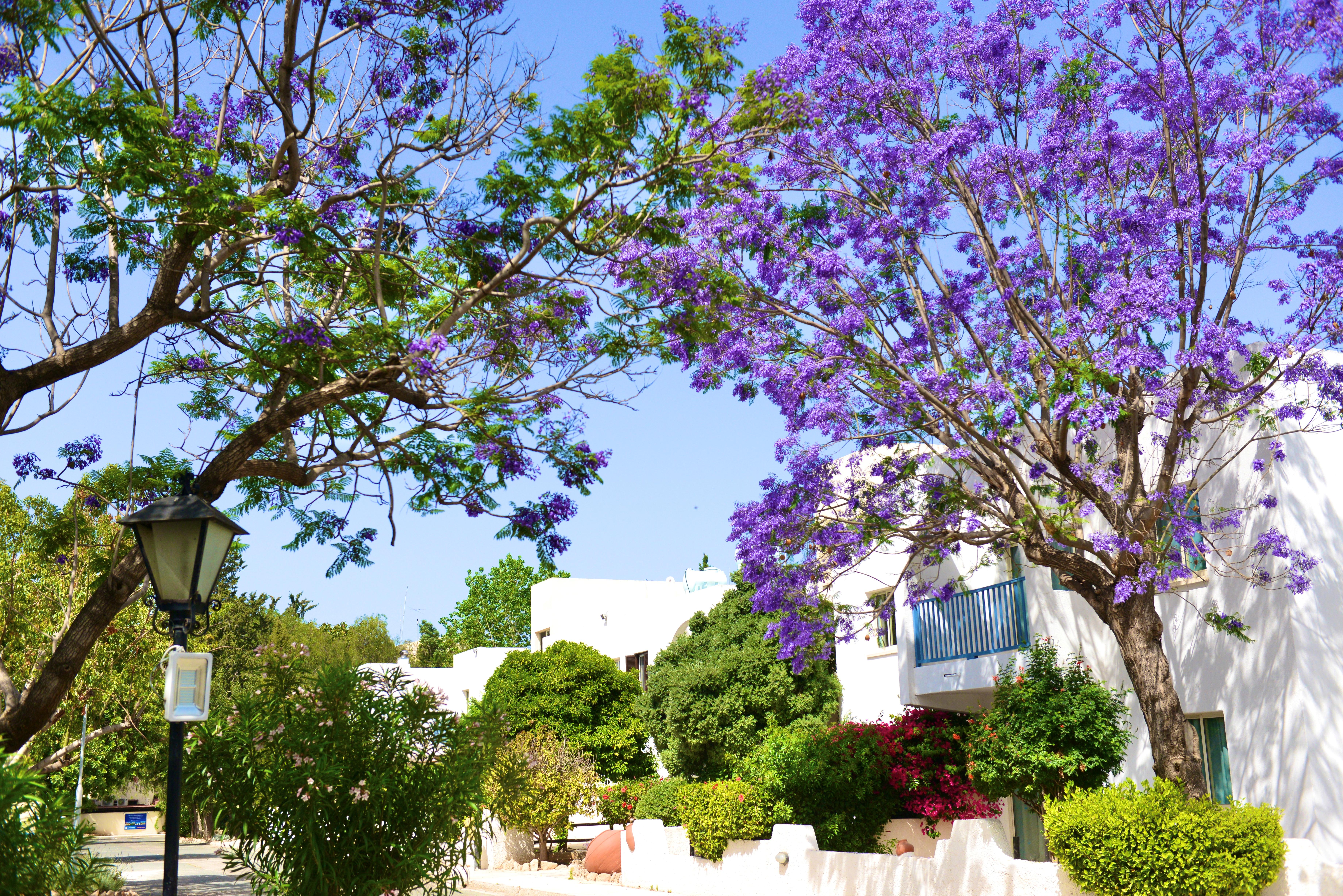 Hotel Paphos Gardens Holiday Resort