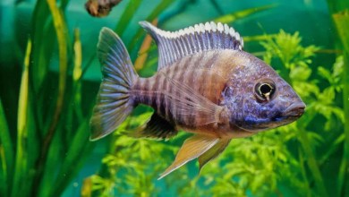 How Male Cichlids Trick Females into Fertilizing Eggs How Male Cichlids Trick Females into Fertilizing Eggs