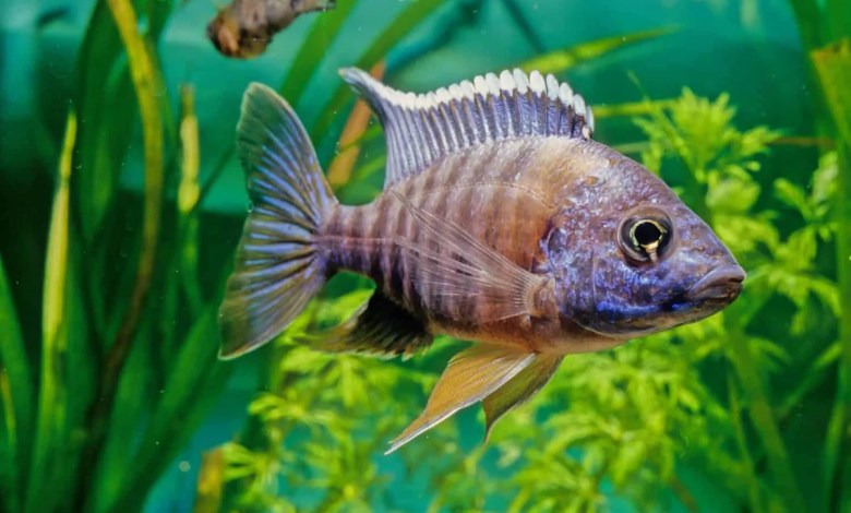 How Male Cichlids Trick Females into Fertilizing Eggs How Male Cichlids Trick Females into Fertilizing Eggs