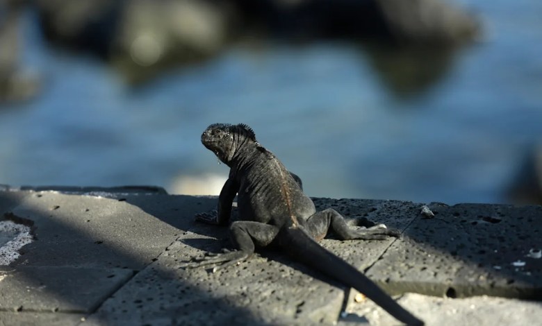 Endangered species convention proposes new rules for growing exotic pet trade Endangered species convention proposes new rules for growing exotic pet trade