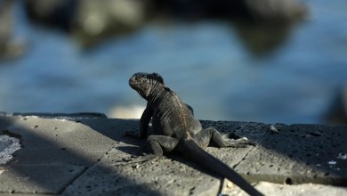 Endangered species convention proposes new rules for growing exotic pet trade Endangered species convention proposes new rules for growing exotic pet trade