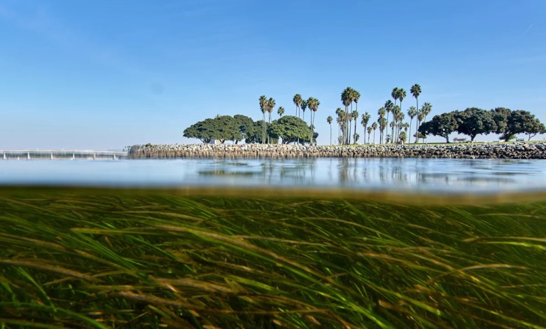 Climate change is outpacing evolution. Scientists are using DNA to catch up Climate change is outpacing evolution. Scientists are using DNA to catch up