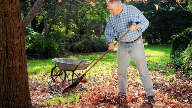 Will unraked leaves damage the lawn you slaved over last summer? Just askin’ Will unraked leaves damage the lawn you slaved over last summer? Just askin’