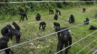 A rare sanctuary in Congo looks after baby bonobos away from poaching threat A rare sanctuary in Congo looks after baby bonobos away from poaching threat