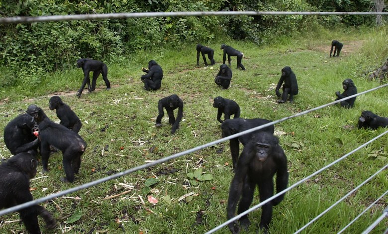 A rare sanctuary in Congo looks after baby bonobos away from poaching threat A rare sanctuary in Congo looks after baby bonobos away from poaching threat