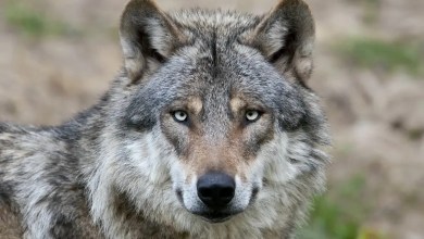 Nearly Half of Wolves in Italy Are Now Part Dog Nearly Half of Wolves in Italy Are Now Part Dog