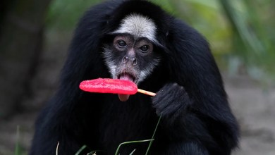 Rio de Janeiro zoo animals are treated to popsicles as the city faces scorching summer weather Rio de Janeiro zoo animals are treated to popsicles as the city faces scorching summer weather