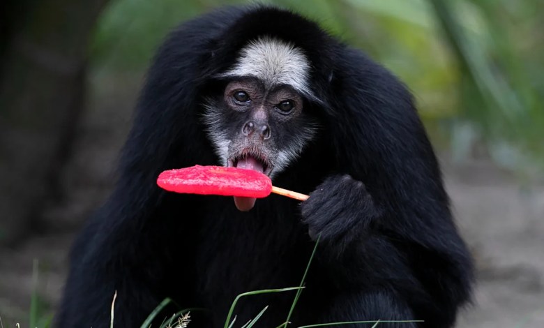 Rio de Janeiro zoo animals are treated to popsicles as the city faces scorching summer weather Rio de Janeiro zoo animals are treated to popsicles as the city faces scorching summer weather
