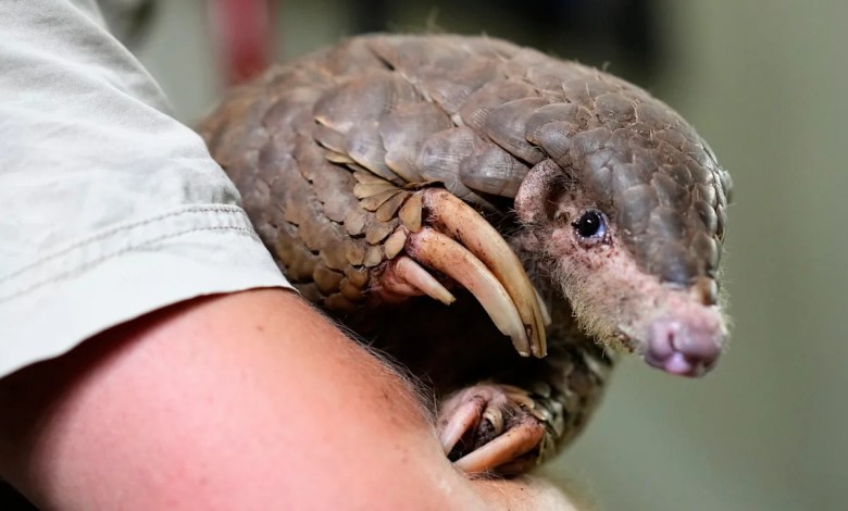 These shy, scaly anteaters are the most trafficked mammals in the world These shy, scaly anteaters are the most trafficked mammals in the world