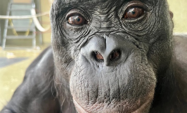 Can apes play pretend? Scientists use an imaginary tea party to find out Can apes play pretend? Scientists use an imaginary tea party to find out