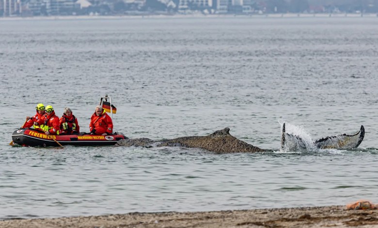 Rescuers try to refloat a stranded humpback whale in Germany’s Baltic Sea Rescuers try to refloat a stranded humpback whale in Germany’s Baltic Sea