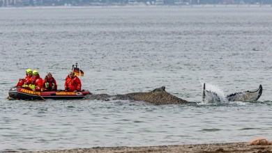 Rescuers try to refloat a stranded humpback whale in Germany’s Baltic Sea Rescuers try to refloat a stranded humpback whale in Germany’s Baltic Sea