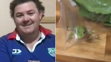 Man Finds Live Frog in Lettuce After Buying Groceries for Steak and Salad Dinner Man Finds Live Frog in Lettuce After Buying Groceries for Steak and Salad Dinner