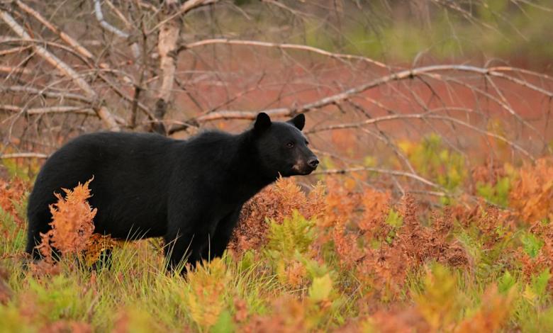 This Is Canada’s Only Province Without Any Bears This Is Canada’s Only Province Without Any Bears