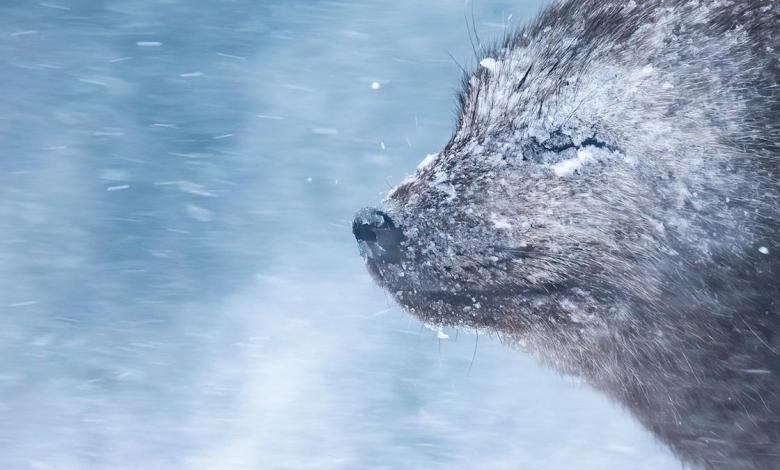 In brutal -22°C winds, this photographer captured a stunning Arctic fox portrait using Canon’s pro full-frame DSLR In brutal -22°C winds, this photographer captured a stunning Arctic fox portrait using Canon’s pro full-frame DSLR