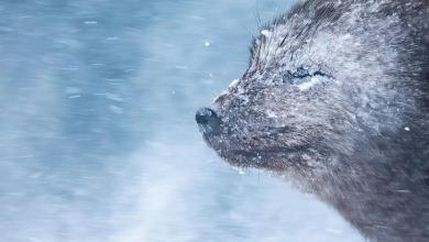 In brutal -22°C winds, this photographer captured a stunning Arctic fox portrait using Canon’s pro full-frame DSLR In brutal -22°C winds, this photographer captured a stunning Arctic fox portrait using Canon’s pro full-frame DSLR