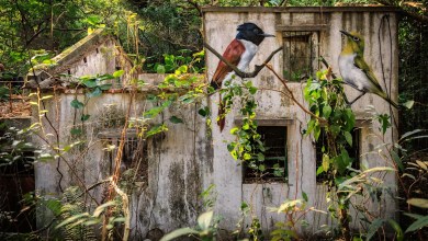 Across the forgotten walls of a Hong Kong island, a flock of bird murals rises Across the forgotten walls of a Hong Kong island, a flock of bird murals rises