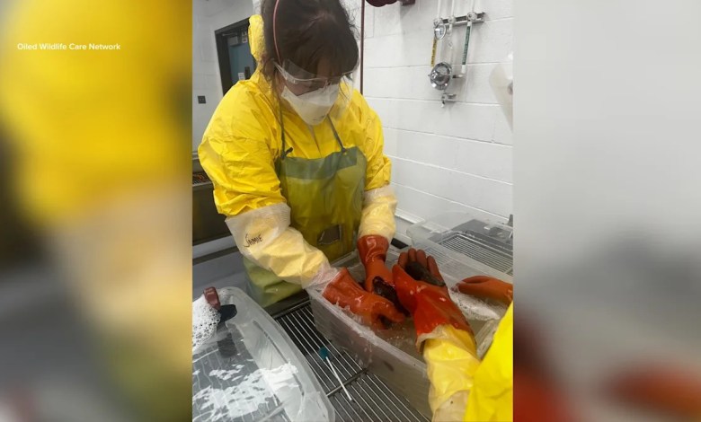 Oiled birds collected, being treated after pipeline rupture and oil spill in East LA Oiled birds collected, being treated after pipeline rupture and oil spill in East LA