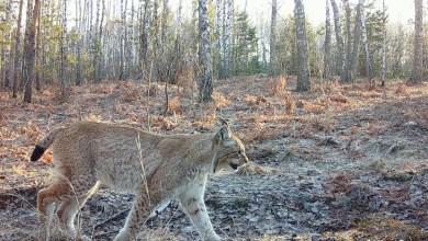 Chernobyl’s radioactive landscape is testament to nature’s resilience and survival spirit Chernobyl’s radioactive landscape is testament to nature’s resilience and survival spirit