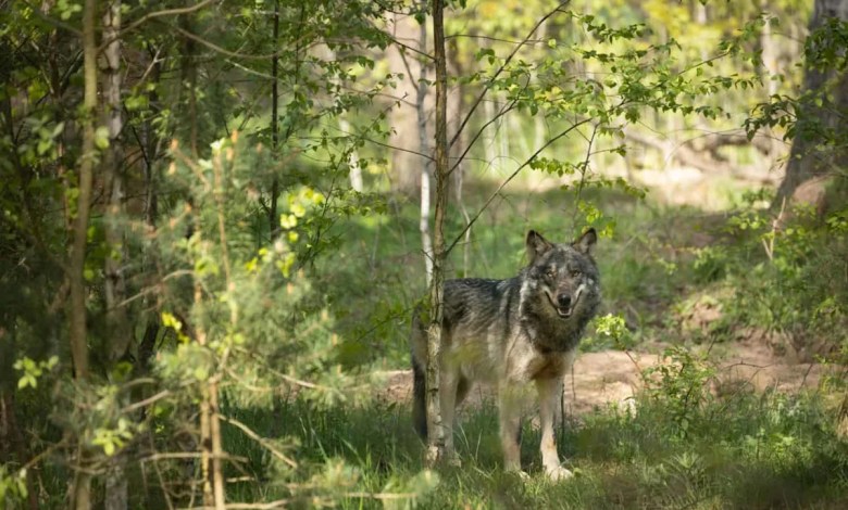 A Lone Wolf Outsmarted Hunters in the Black Forest and Then Vanished A Lone Wolf Outsmarted Hunters in the Black Forest and Then Vanished