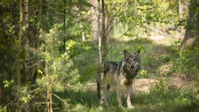 A Lone Wolf Outsmarted Hunters in the Black Forest and Then Vanished A Lone Wolf Outsmarted Hunters in the Black Forest and Then Vanished