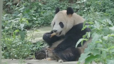 San Francisco mayor says city in talks to bring pandas back to zoo ahead of trip to Asia San Francisco mayor says city in talks to bring pandas back to zoo ahead of trip to Asia